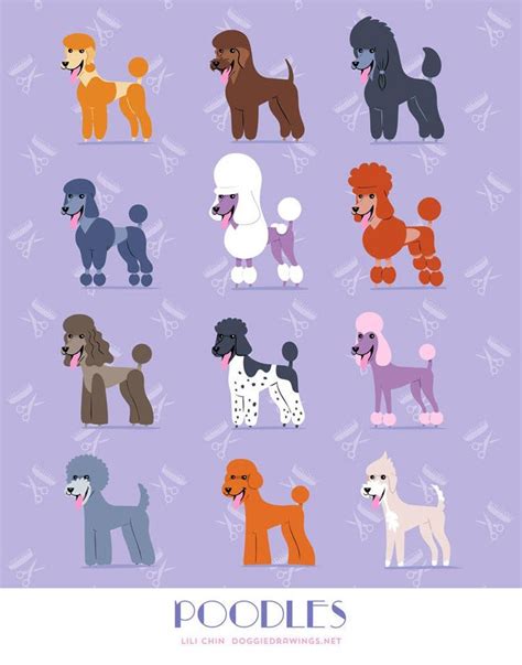 toy poodle colors chart - Code Vlog Slideshow