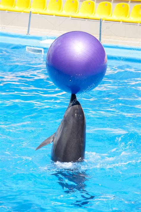 Dancing dolphin — Stock Photo © Nomadsoul1 #4060064