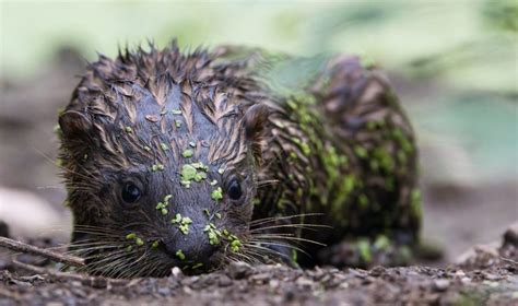 Two River Otter Pups – Steve Creek