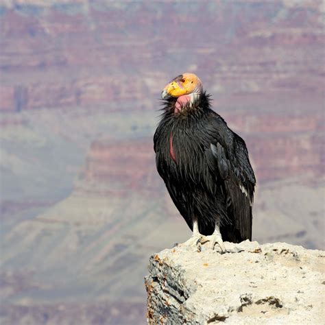 California condor | Wingspan, Habitat, Population, Endangered, & Facts | Britannica