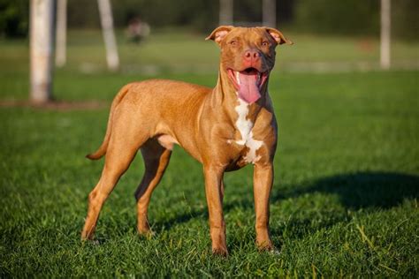 Characteristic Features of Red Nose Pit Bulls You Should Know - DogAppy ...