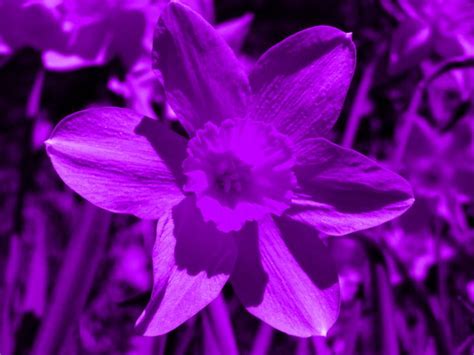 78 best images about Daffodils of many colours on Pinterest | Purple, Yellow and Pink