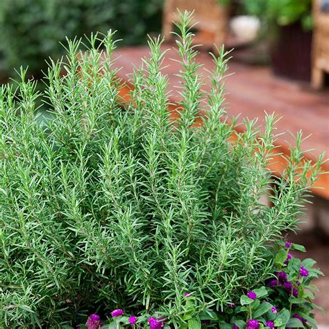 rosemary plant - Vivian Lawry