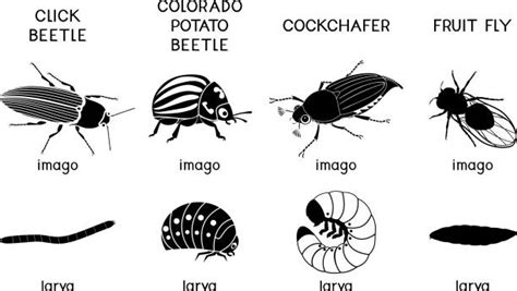 Fruit Fly Life Cycle Stages