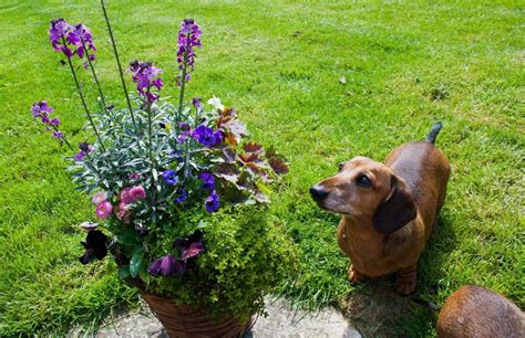 Poisonous Plants for Dogs: 51+ Toxic Plants to Watch Out - Hort Zone