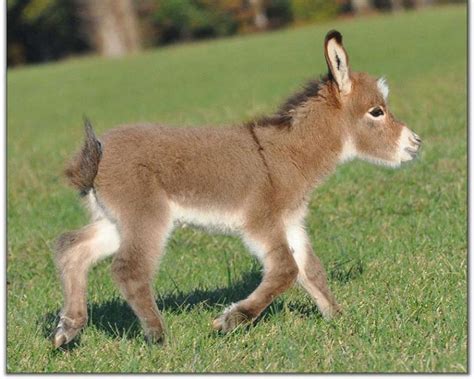 Baby Donkey Wallpapers - Top Free Baby Donkey Backgrounds - WallpaperAccess