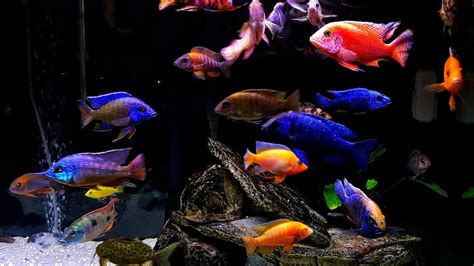 African Cichlid Tank Setup