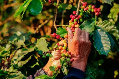 999+ Coffee Farm Pictures | Download Free Images on Unsplash