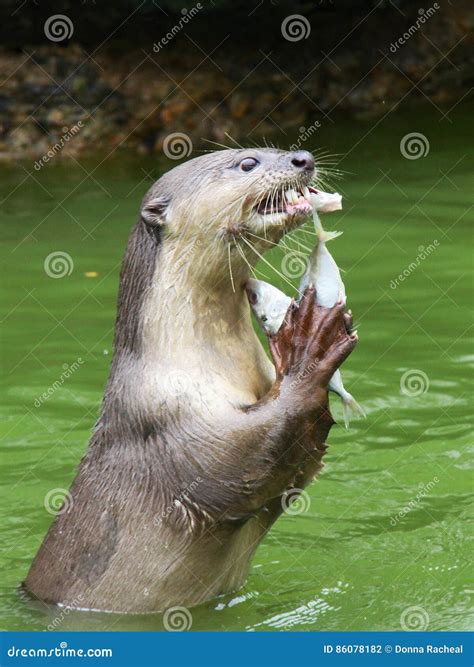 Otter eating fish stock photo. Image of teeth, marine - 86078182