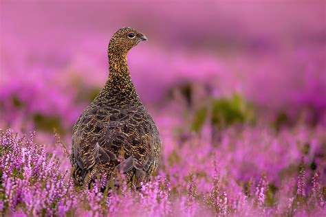 Peak District Wildlife Selection (Pack of 5) - Francis J Taylor Photography