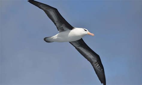 10 Incredible Albatross Facts - A-Z Animals