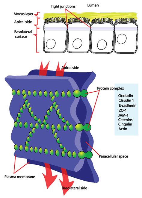 Cell Junctions | Boundless Anatomy and Physiology