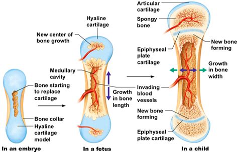 Formation & Growth of Bones - ms. gallagher's classroom