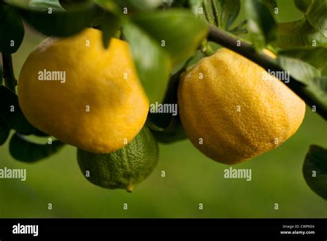 Citrus bergamia, Bergamot, Citrus Stock Photo - Alamy