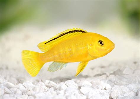 Yellow Lab Cichlid (Labidochromis Caeruleus): Care Guide - Fish Laboratory