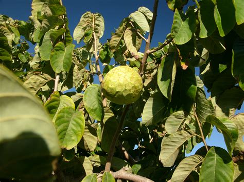 File:Cherimoya tree hg.jpg - Wikimedia Commons