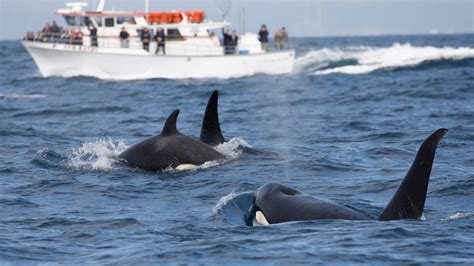 Orcas Have Started Ramming Boats, And Scientists Are Worried