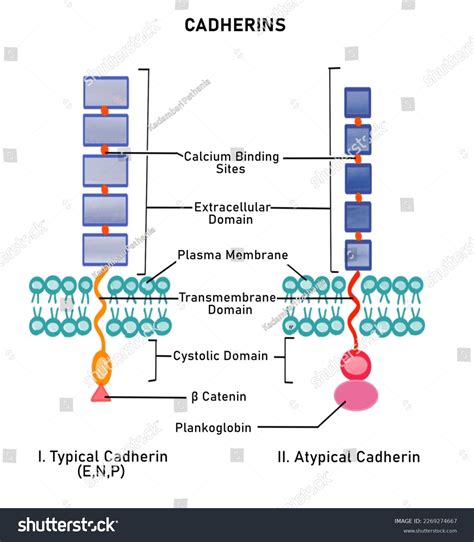 1,328 Cell Adhesion Images, Stock Photos & Vectors | Shutterstock