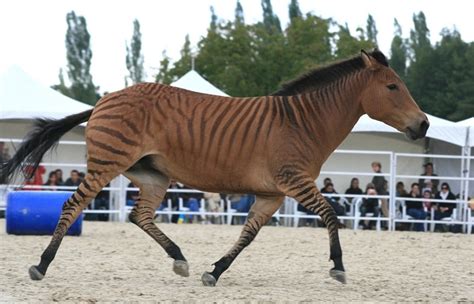 15 Animal Hybrids That Look like They’re Straight Out of a Sci-Fi Movie - LINTMIT