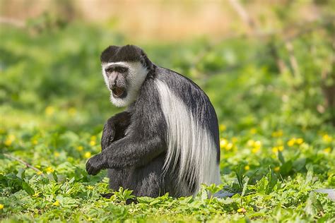 The National Parks Of Nigeria: Role In Protecting The Country's ...