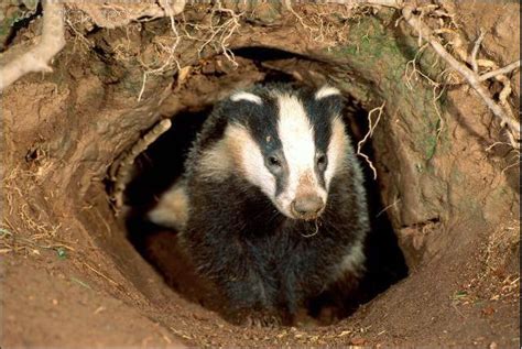 The Habitat Advocate » Blog Archive » Native badgers’ existence rights