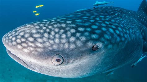 Whale shark migration along Kenya's East Coast - Diving the Crab.