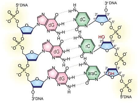 Double stranded dna molecule structure 156513-How to draw a double stranded dna molecule ...