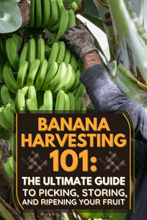 Banana Harvesting 101: The Ultimate Guide to Picking, Storing, and Ripening Your Fruit