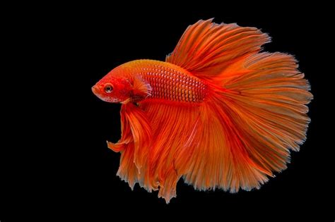 Premium Photo | Orange betta fish