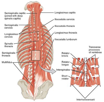 Lower Back Muscles Diagram