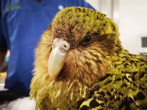 See The Kakapo, New Zealand's Critically Endangered 'Owl Parrot'