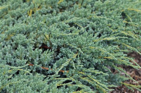 Creeping Juniper (Juniperus horizontalis): Care and Growing Guide