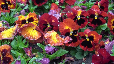 Multicolor pansy flowers or pansies close up. Spring flowers 22490838 ...