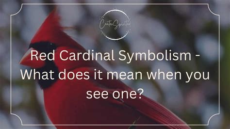 Red Cardinal Symbolism - What does it mean when you see one?