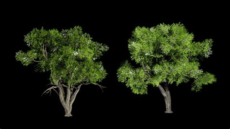 Realistic Trees Pack 5 in Props - UE Marketplace