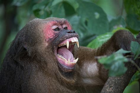 Macaque Baring Teeth | Sean Crane Photography