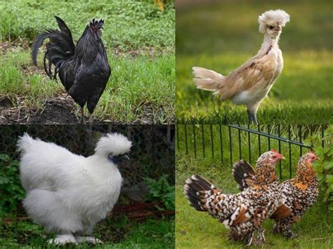 27 Best Egg Laying & Meat Chicken Breeds Worldwide with Pictures