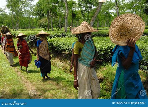 Tea Garden at Sylhet, Bangladesh Editorial Image - Image of graden, industry: 103679735