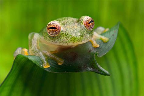 10 Remarkable Rainforest Animals