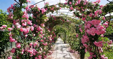 Landscaping A Rose Garden - Choosing Garden Roses for Your Landscape