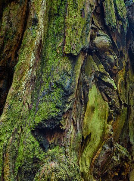 Redwood bark #26. | Nature photography trees, Nature photography, Nature art