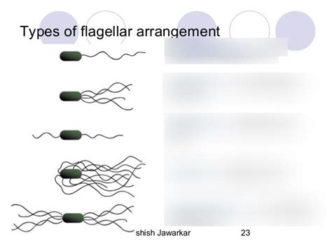 flagella Diagram | Quizlet