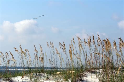 Amelia Island State Park - FL | Amelia island state park, State parks, Natural landmarks