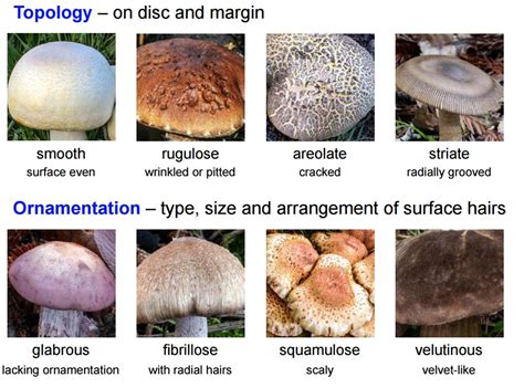 Wild Edible Mushrooms of Meghalaya You Never Knew About!