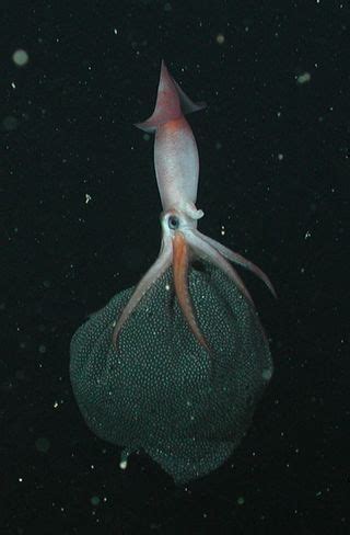 The Heavy Burden of a Mother Squid | Live Science