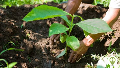 6 Ways to Plant More Trees This Year - EcoMatcher