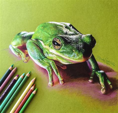 Colored Pencil Frog Drawing on Behance