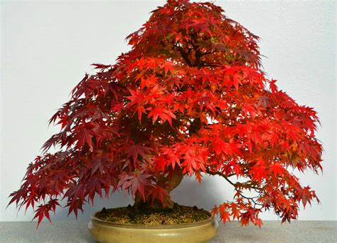 Japanese Maple Bonsai Tree - A-Z Animals