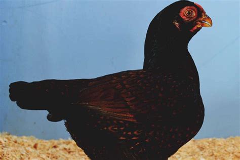 Cornish Chicken Breed Profile Backyard Poultry, 41% OFF