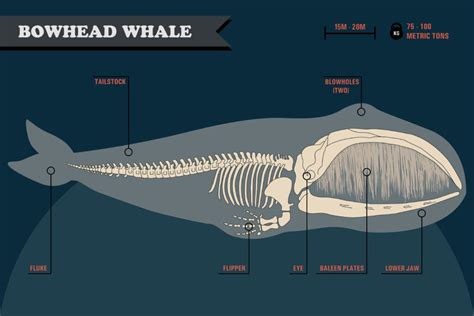 Oldest Whale Ever Recorded - American Oceans